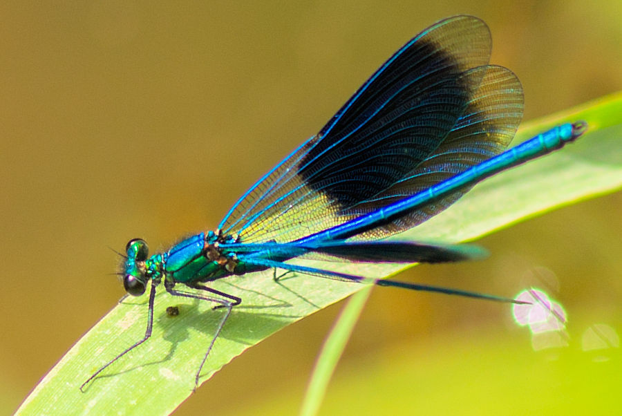 Blauflügel Prachtlibelle